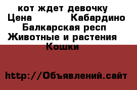 кот ждет девочку › Цена ­ 1 500 - Кабардино-Балкарская респ. Животные и растения » Кошки   